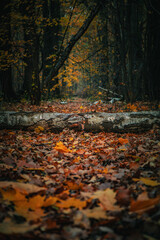 Park im. Powstańc&oacute;w Śląskich w Zabrzu