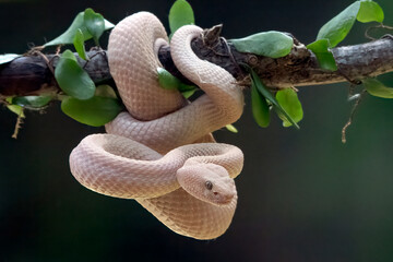 Leucistic White Pit Viper (Trimeresurus insularis) coiled on a branch with green leaves