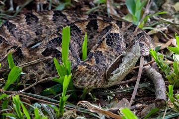 Malayan Pit Viper (Calloselasma rhodostoma) is standing menacingly from behind the grass