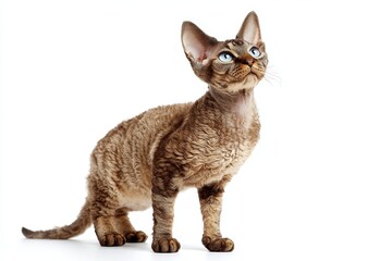 Portrait of a funny devon rex cat in front of plain white digital canvas.