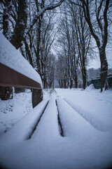 Zimowa alejka w parku © Dominik Zarębski