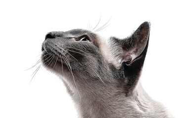 Portrait of a smiling tonkinese cat while standing against plain white digital canvas.