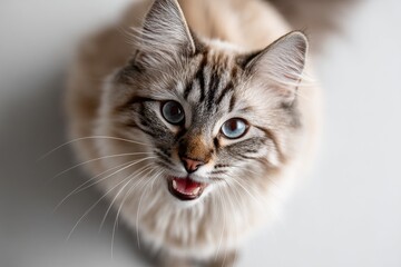 Portrait of a smiling munchkin cat while standing against plain white digital canvas.
