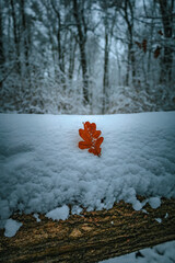 Liść dębu leżący na kłodzie ze śniegu