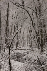 Rzeka płynąc w lesie w zimowej scenerii