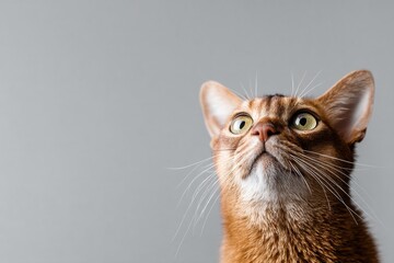 Portrait of a funny singapura cat in front of plain cyclorama studio wall.