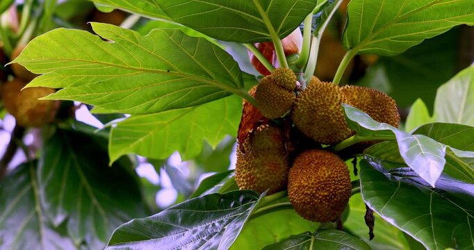 Close-up of mackerel berries growing in Okinawa during the summer.