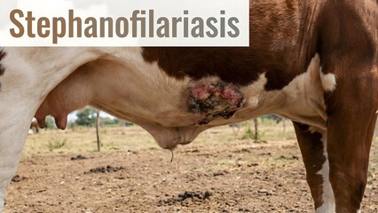 Close up of a cow's udder with a large painful lesion or wound likely caused by stephanofilariasis a parasitic skin disease in a rural outdoor setting with dirt and grass