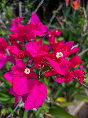 Pink Bougainvillea Flowers Blooming in Tropical Garden