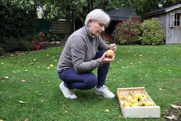 Senior woman kneels, inspecting ripe apples, harvesting in wooden crate in the garden.