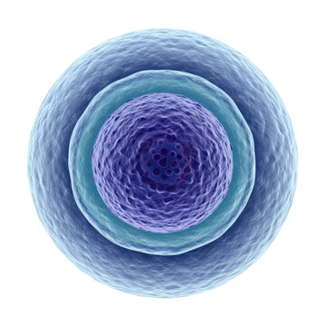 highly detailed 3d render of a human lymphocyte (agranulocyte) showing the dominant dark purple nucleus and pale blue cytoplasm, isolated on a clinical transparent background. concept of hematology
