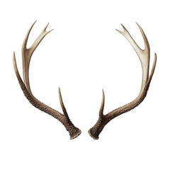 Fototapeta premium Antlers isolated on white and transparent background