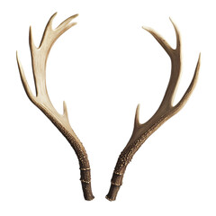 Obraz premium Antlers isolated on white and transparent background
