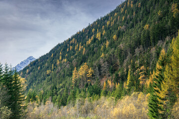 Forest covered mountain slope with autumn colors