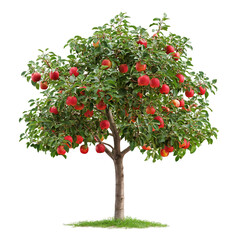 Fototapeta premium Apple tree isolated on white and transparent background