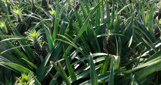 Pineapple grow on tree in the garden