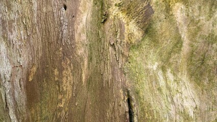 Natural tree bark texture with wood grain patterns and greenish brown hues.
