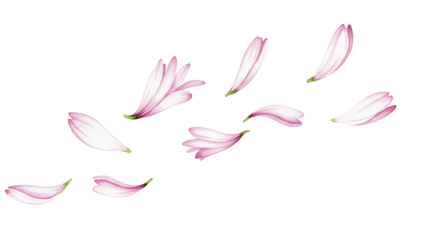 Floating flower petals on a white background