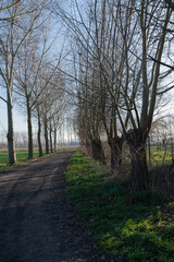 Obraz premium Peaceful winter scene featuring shadowed rural pathway and distant horizon