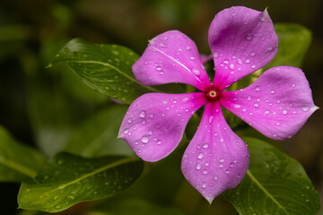 Fresh periwinkle flower with rain drops. Closeup image of a fresh periwinkle flower covered with natural water drops during the monsoon season in a home garden in Himachal Pradesh, India.