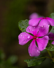 Rain kissed periwinkle flower macro. Closeup macro shot of a rain kissed periwinkle flower in full bloom, photographed during the monsoon season in a garden in Himachal Pradesh, India.