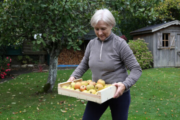A retired woman carries a crate filled with ripe apples in her garden,