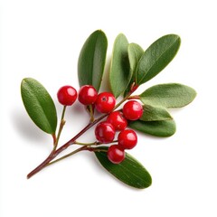 Close-up of red lingonberries with green leaves on white background