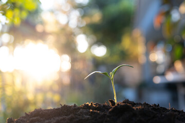 growing pumpkin sprout, under sunlight