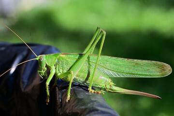 Great green bush-cricket  blends in with the green surroundings of mimicry in nature