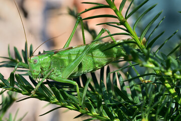 Great green bush-cricket camouflages itself in a green coniferous tree
