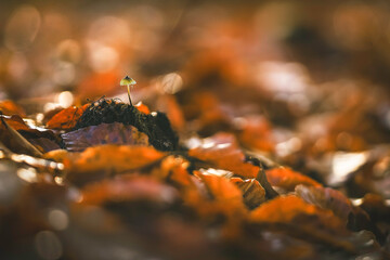 New life emerging from a bed of autumn leaves in a serene forest setting in the Netherlands during the twilight hours