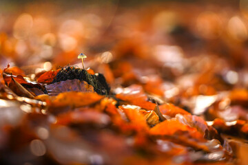 Charming autumn scene in Hoog Soeren with vibrant leaves and a lone mushroom standing proudly amidst nature's colorful palette