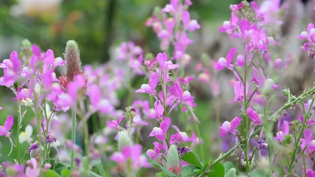 Beautiful Moroccan toadflax (Linaria maroccana) flowers.