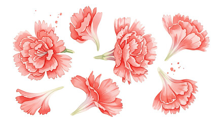 Vibrant pink flowers arranged in a circular pattern on a clean white background