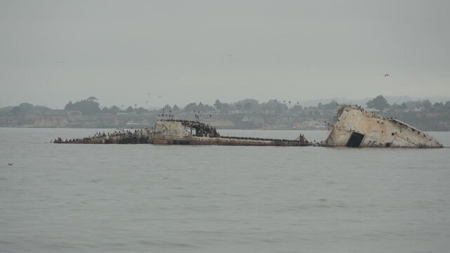 Seabirds Resting on the Sunken Remains of the SS Palo Alto Concrete Ship