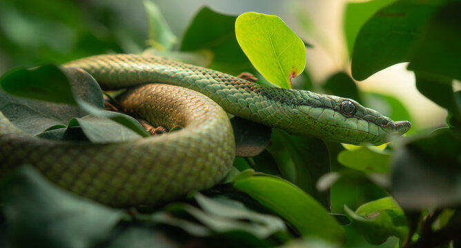 snake in a tree