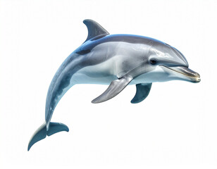 Fototapeta premium Delfin