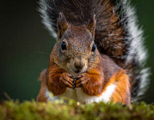 Obraz premium Eichhörnchen