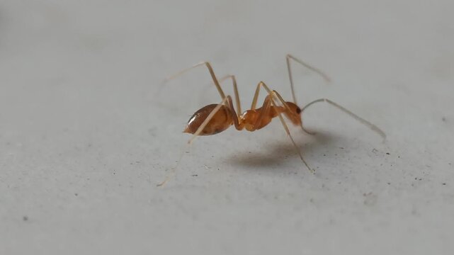 Close-up Pharaoh Ants (Monomorium pharaonis) moving along pheromone trails on house floor