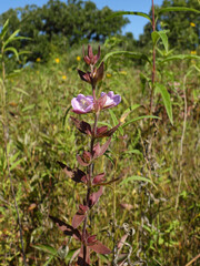 Fototapeta premium Agalinis auriculata Earleaf False Foxglove Wildflower Blooming in Midwestern Prairie