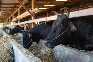 Thai Wagyu cow breeding in a local farm. High quality beef cattle livestock industry and agricultural farming in Thailand.