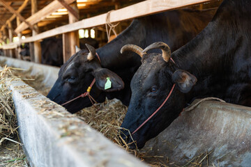 Thai Wagyu cows eating hay in a clean local farm. High quality beef cattle breeding and sustainable livestock industry in Thailand.
