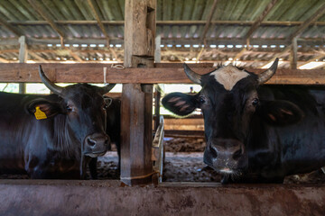 Thai Wagyu cattle looking at camera in a local farm. High quality beef livestock industry and agricultural farming in Thailand.