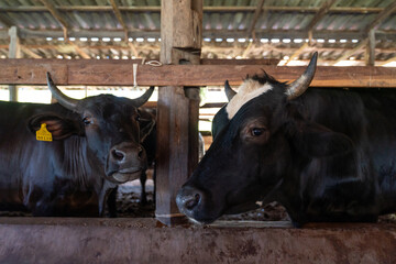 Thai Wagyu beef cattle in a local farm. High quality livestock breeding and agricultural farming industry in Thailand.