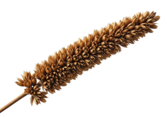 Close up of a dried seed head against a black background