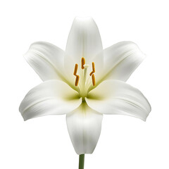 Single white lily in bloom
