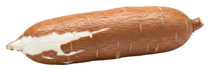 Harvesting cassava roots in tropical regions food nature isolated on transparent background