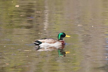 Obraz premium Duck with reflection on Weatherford TX Lake