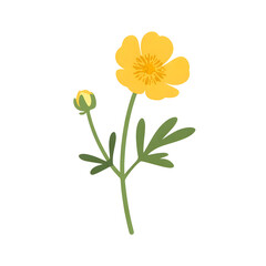 Simple yellow buttercup wildflower, a botanical illustration cut-out for educational or nature projects.