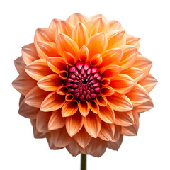 Vibrant orange dahlia in full bloom